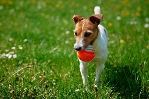 Active dog playing with toy ball on green grass. Pet walking in park photo
