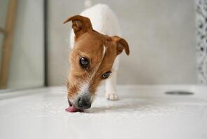 Dog in shower stall. Washing pet in bathroom photo