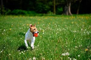 Active dog playing with toy ball on green grass. Pet walking in park photo