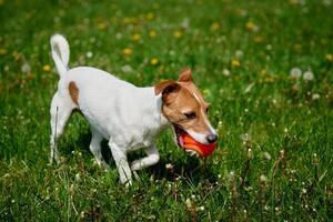 Active dog playing with toy ball on green grass. Pet walking in park photo