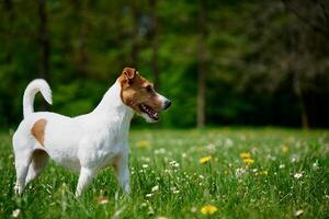 Cute dog walking at green grass. Jack Russell Terrier portrait outdoors photo