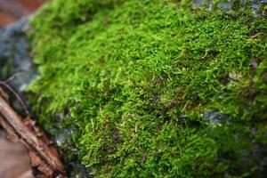 Macro shot of natural moss photo