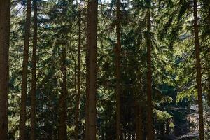 hermosa bosque paisaje con verde arboles en verano día foto