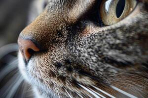 AI generated Macro shot of cat muzzle photo