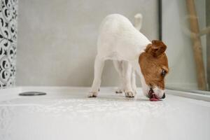 Dog in shower stall. Washing pet in bathroom photo