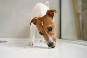 perro en ducha parar. Lavado mascota en baño foto