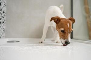 perro en ducha parar. Lavado mascota en baño foto