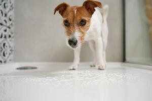 Dog in shower stall. Washing pet in bathroom photo