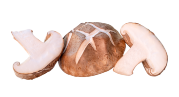 Front view of shiitake mushroom with halves in stack isolated with clipping path in png file format