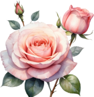 AI generated Watercolor painting of Rose. png