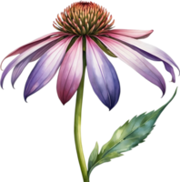 AI generated Watercolor painting of purple coneflower. png