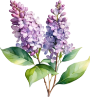 ai généré aquarelle La peinture de commun lilas fleur. png