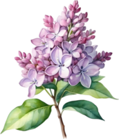 AI generated Watercolor painting of Common lilac flower. png