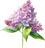 AI generated Watercolor painting of Common lilac flower. png