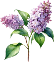 AI generated Watercolor painting of Common lilac flower. png