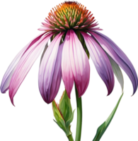 AI generated Watercolor painting of purple coneflower. png