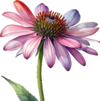 AI generated Watercolor painting of purple coneflower. png