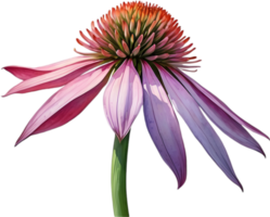 AI generated Watercolor painting of purple coneflower. png