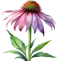 AI generated Watercolor painting of purple coneflower. png