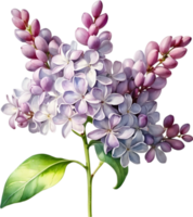 ai gerado aguarela pintura do comum lilás flor. png
