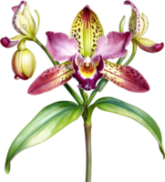 ai generiert Aquarell Gemälde von Leopard Orchidee Blume. png