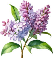 AI generated Watercolor painting of Common lilac flower. png