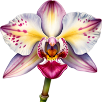 ai generiert Aquarell Gemälde von Leopard Orchidee Blume. png