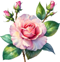 AI generated Watercolor painting of Rose. png