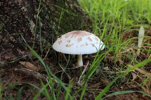 seta venenosa hongos crecer en un claro en un ciudad parque. foto