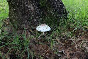 seta venenosa hongos crecer en un claro en un ciudad parque. foto