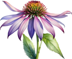 AI generated Watercolor painting of purple coneflower. png