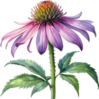 AI generated Watercolor painting of purple coneflower. png