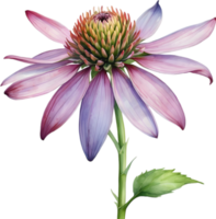 AI generated Watercolor painting of purple coneflower. png