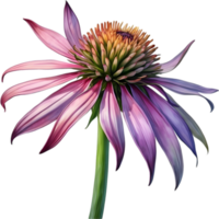 AI generated Watercolor painting of purple coneflower. png