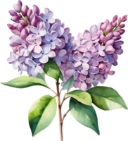 ai généré aquarelle La peinture de commun lilas fleur. png