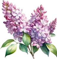 AI generated Watercolor painting of Common lilac flower. png