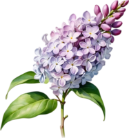 AI generated Watercolor painting of Common lilac flower. png