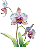 ai generiert Aquarell Gemälde von Leopard Orchidee Blume. png