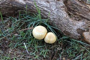 Toadstool mushrooms grow in a clearing in a city park. photo