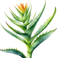 AI generated Watercolor painting of Aloe Vera flower. png