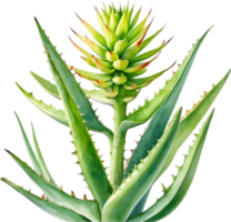 AI generated Watercolor painting of Aloe Vera flower. png