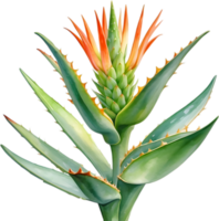 AI generated Watercolor painting of Aloe Vera flower. png