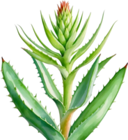 AI generated Watercolor painting of Aloe Vera flower. png