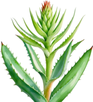 ai generato acquerello pittura di aloe Vera fiore. png