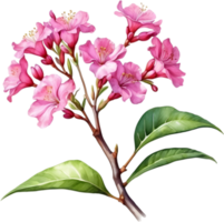 AI generated Watercolor painting Pride of India flower. png