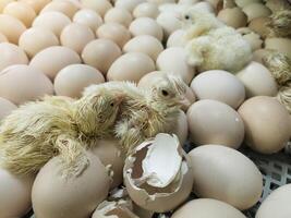 A newborn chick emerges from the egg shell and hatches in the chicken hatchery. photo