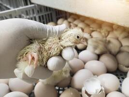 Quality Control check and Inspection A newborn chick emerges from the egg shell and hatches in the chicken hatchery. photo