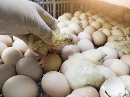 Quality Control check and Inspection A newborn chick emerges from the egg shell and hatches in the chicken hatchery. photo