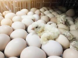 A newborn chick emerges from the egg shell and hatches in the chicken hatchery. photo