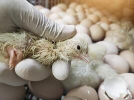 Quality Control check and Inspection A newborn chick emerges from the egg shell and hatches in the chicken hatchery. photo